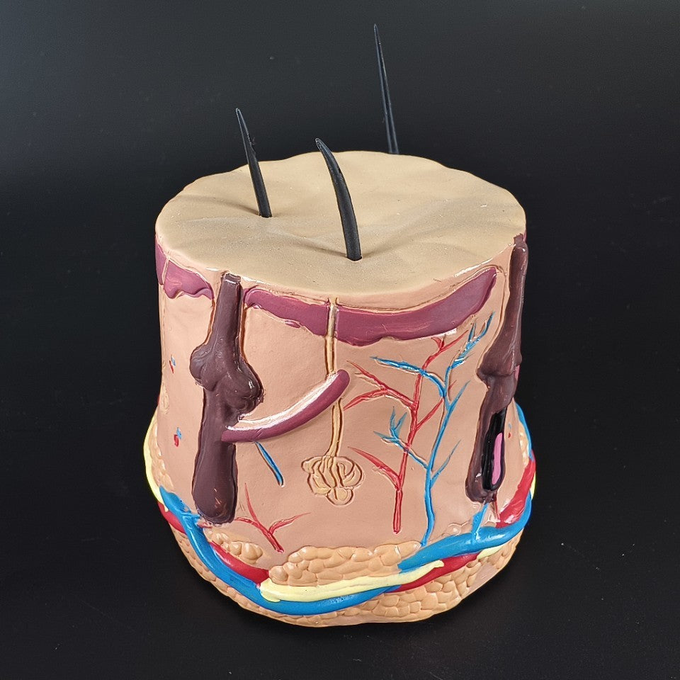 Human Body Health Epidermis Hair Follicle Skin Tissue Display Model