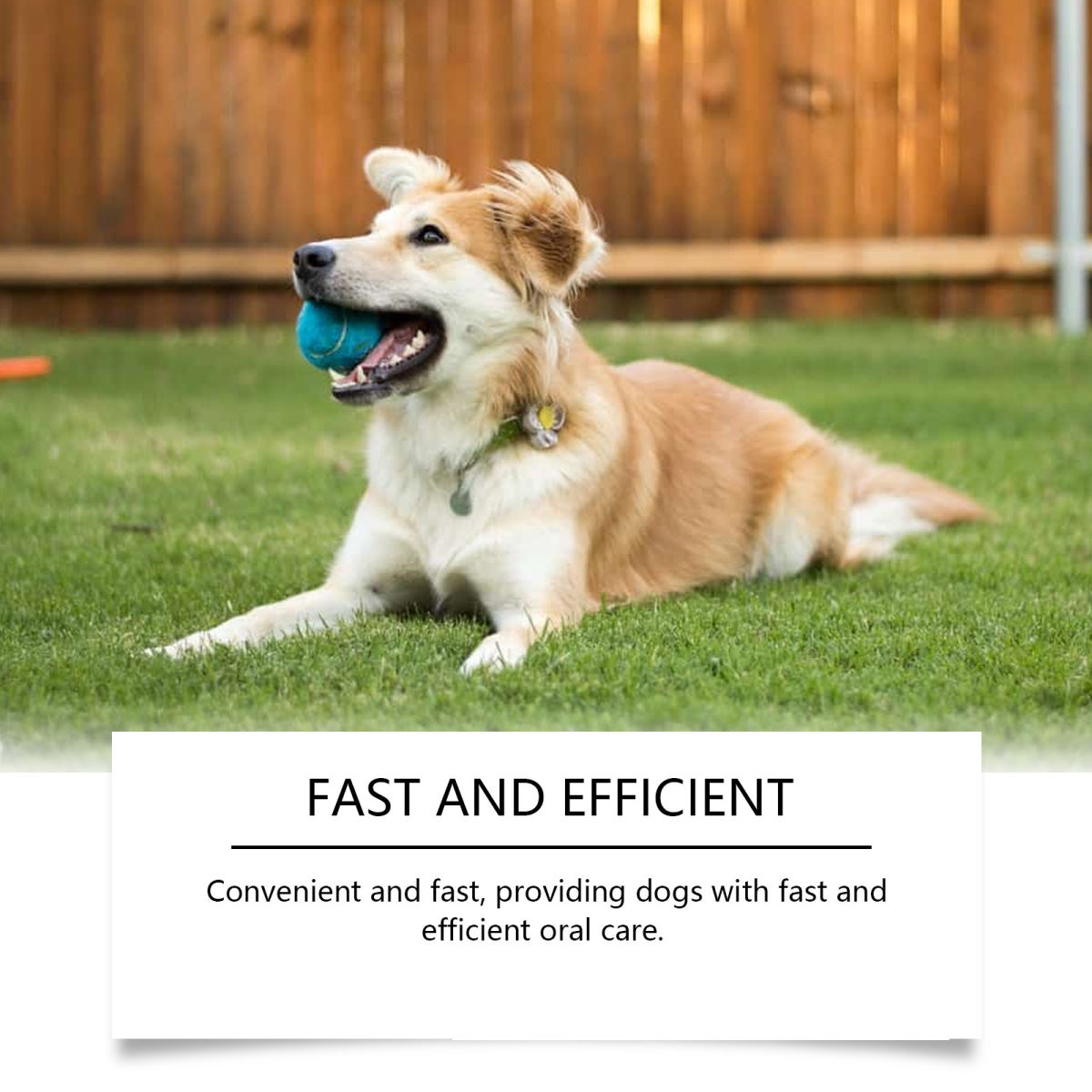 YEGBONG Pet Oral Care Water For Dogs