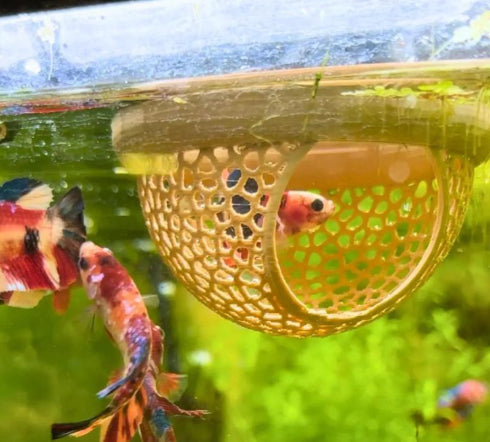 Fish Lounge Aquarium Accessories
