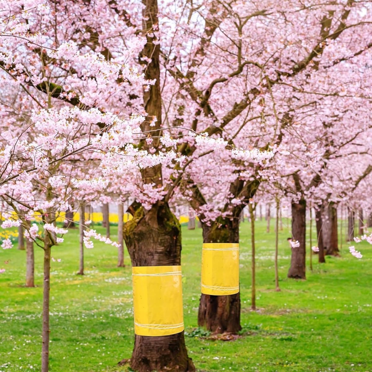 Tree Ring For Fruit Trees, 25 Cm × 3 M, Suitable For Apple And Cherry Trees