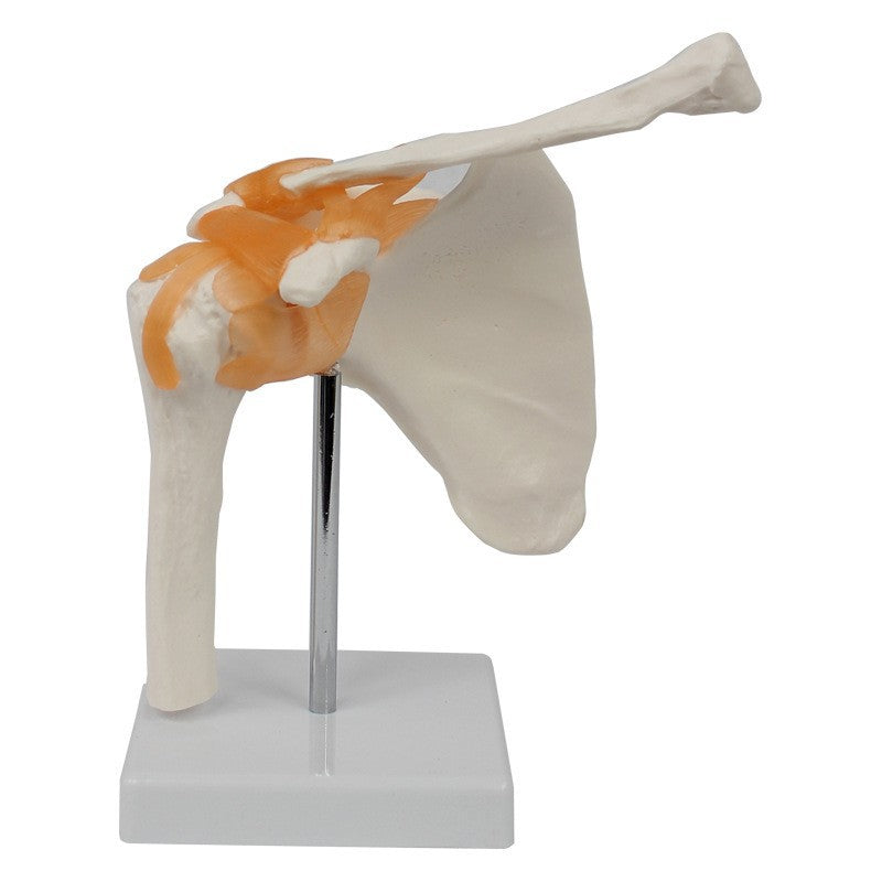 Functional Shoulder Joint Model Teaching Equipment