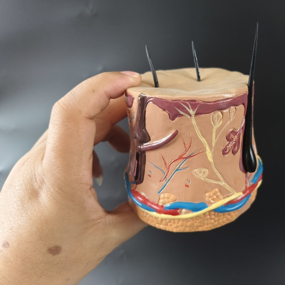 Human Body Health Epidermis Hair Follicle Skin Tissue Display Model