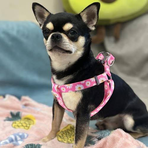QQPETS Dog Harness Leash Set Adjustable Heavy Duty No Pull Halter Harnesses for Small Medium Large Breed Dogs Back Clip An...