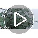 VGIA 6 Pcs 27" Eucalyptus Stems Greenery Stems Eucalyptus Leaf Spray in Green Silk Plastic Plants Floral Artificial Plants...