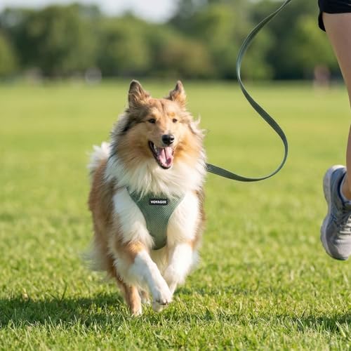 Best Pet Supplies Voyager Step-in Air All Weather Mesh Harness and Reflective Dog 5ft Leash Combo with Neoprene Handle, fo...