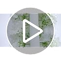 DIITGGE Artificial Silk Flowers Row, 3.28FT White Rose Panel Backdrop - Fake Flower Vine Garland for Wedding Arch, Door Ar...