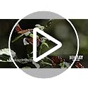 Bentley Pollination Celebration Wildflower Seed Packets, Non-GMO, Uncoated Flower Mix for Planting, Beautiful Garden Gift