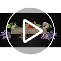 Benevolence LA Reed Diffusers for Home, Lavender & Eucalyptus Relaxing Fragrance | Aromatherapy Reed Diffuser Sticks with ...