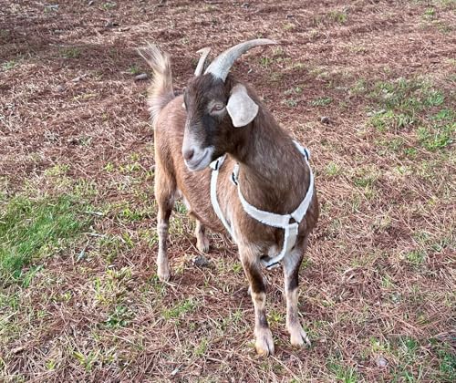 Goat Harness, Asatre Adjustable Lined Hemp Goat, Sheep, Livestock Halter, Durable Multi-Clasp Harness, Eco-Friendly Livest...