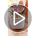 Wrappiness Glass Everlasting Tulips Pot for Women - Personalized Gifts - Glass Flowers Decor, Birthday Gift for Daughter f...