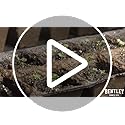 Bentley Seed Co. | in Remembrance Love Left Behind Non-GMO, Non-Coated Forget Me Not | Gardening Gifts | Flower Seeds for ...