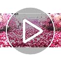 CODE FLORIST 2200 PCS Dark-Red Silk Rose Petals for Romantic Night,Wedding,Proposal Anniversary Flower Decorations