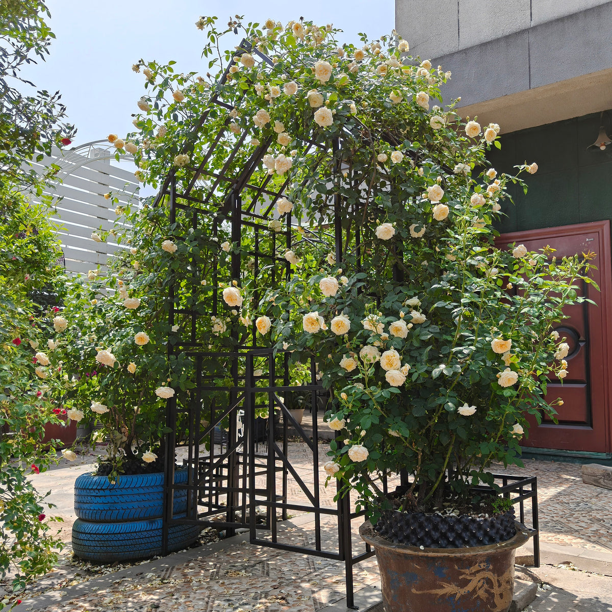 Metal Garden Arch With Gate W58.07XH97.24 Climbing Plants Support Rose Arch Outdoor Black