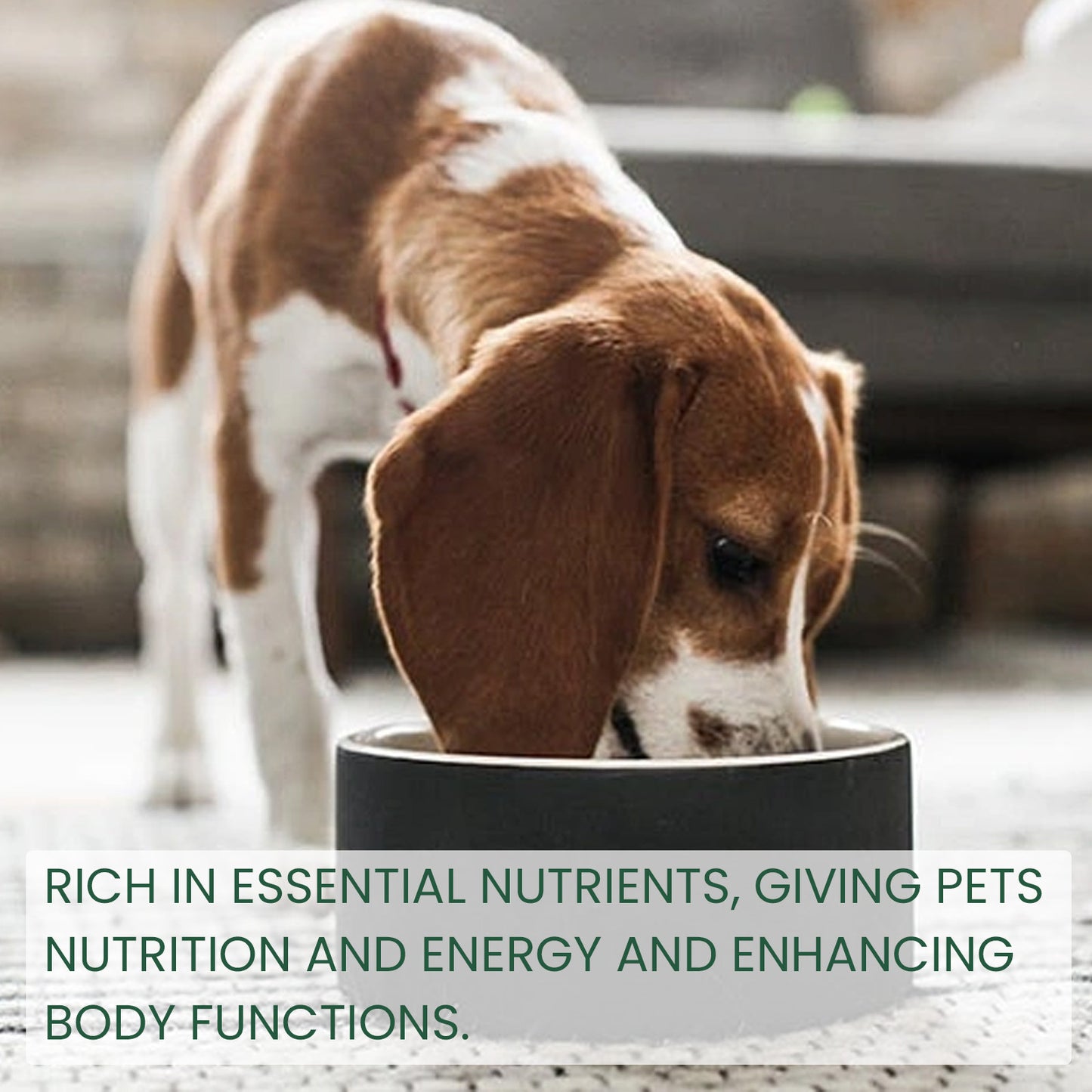 Physical Discomfort Oral Malodor Pet Care Solution