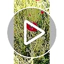 Bentley Seed Co. | Celebration of Life Funeral Favors for Guests | Non-GMO, Non-Coated Flanders Poppy Seed Packets in Our ...