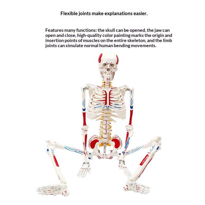 Human Adult Skeletal Spine Model With Intervertebral Discs And Joints For Medical Education Full-body Model