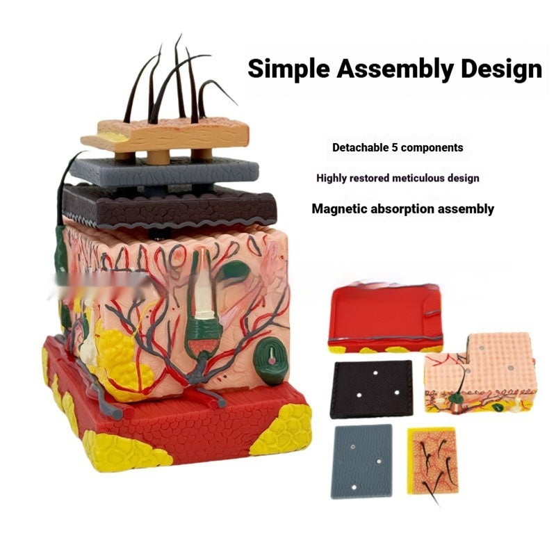 Three-dimensional Human Skin And Hair Follicle Structural Tissue Assembly Skin Layering Model