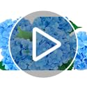 LA.PONEE 6PCS Premium Blue Silk Hydrangea Artificial Flowers Bouquets - Realistic Fake Hydrangea with Stems, Faux Flower A...