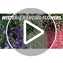 BIRDDIE 24Pcs of Artificial Wisteria Hanging Flowers, 3.75 Feet Fake Wisteria Flower Strings for Backdrop, Wedding, Ceremo...