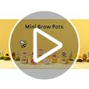 BUZZY Seeds Mini Terracotta Pots 12-Pack with Plant Seeds, Poppy, Sunflower, Daisy, Cactus and Forget Me Not, All-in-One S...