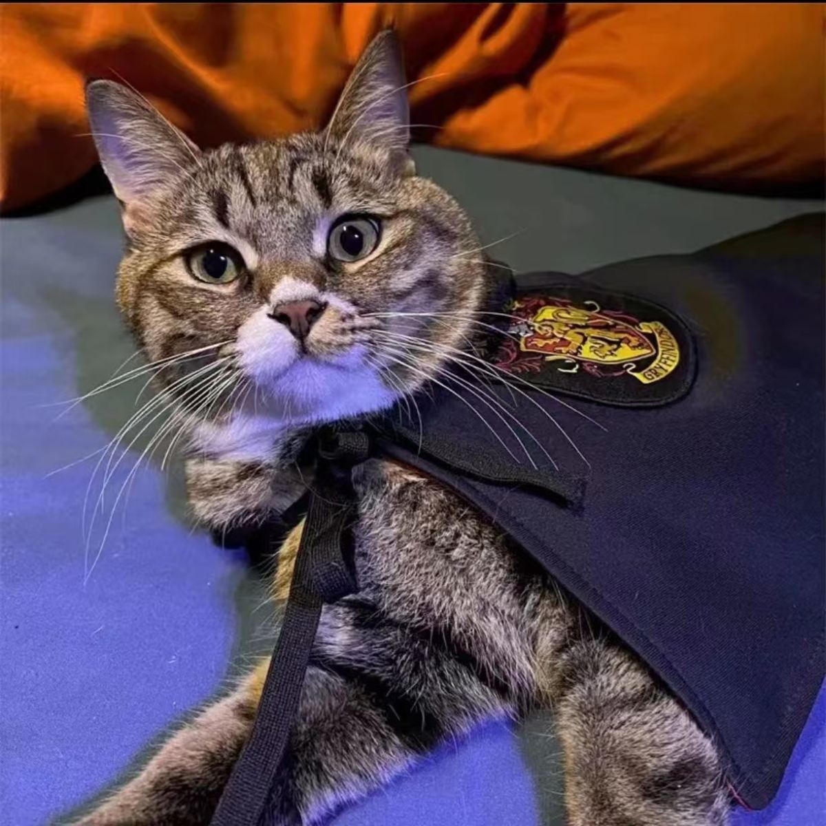 Pet Cat Dog Magic Harry Potter Glasses Small Cloak Robe Shawl College Internet Celebrity