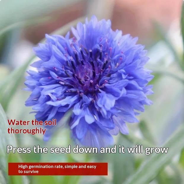 Outdoor Flower Seeds For The Courtyard