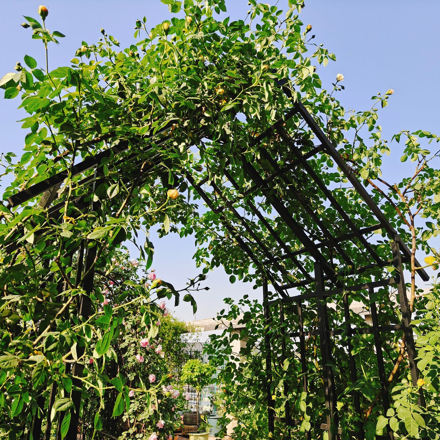 Metal Garden Arch With Adjustable Width W42.52 -W78.15 Climbing Plants Support Rose Arch Outdoor Black