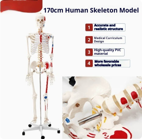 Human Adult Skeletal Spine Model With Intervertebral Discs And Joints For Medical Education Full-body Model