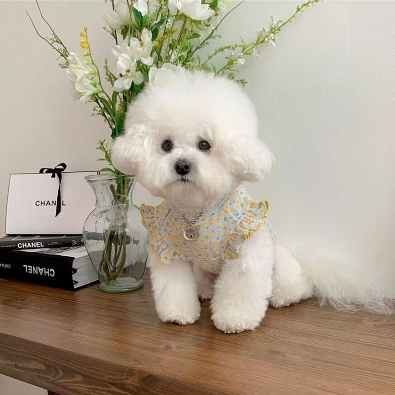 Clothes For Small Two-legged Pet Dogs