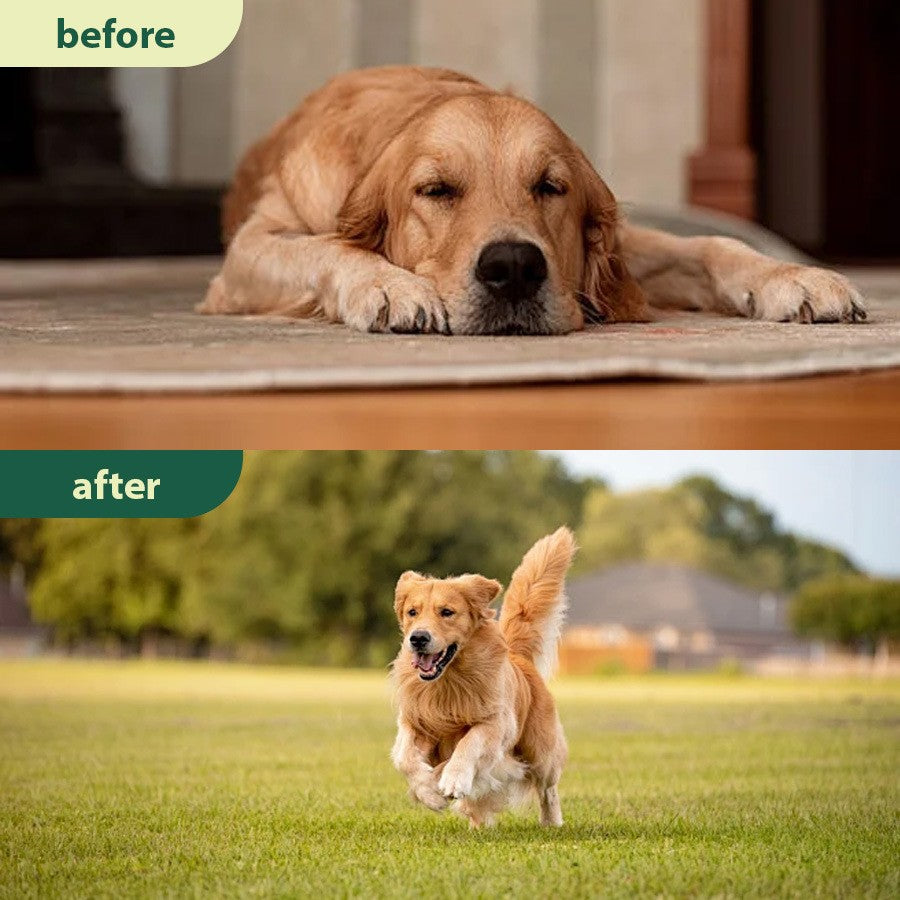 Parasite Cleanse Pet Care Drops