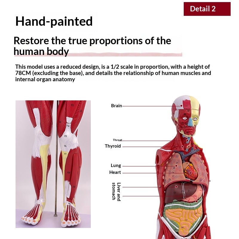 Whole-body Muscle Anatomy With Visceral Model