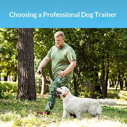Field-tested 1km Remote For Pet Dogs