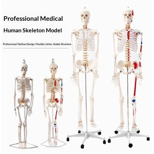 Human Adult Skeletal Spine Model With Intervertebral Discs And Joints For Medical Education Full-body Model