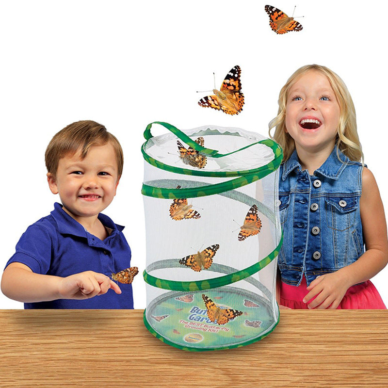 Observe The Dragonfly Feeding The Butterfly Cage