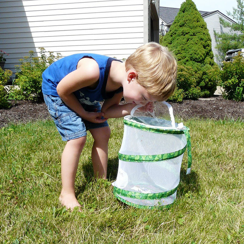 Observe The Dragonfly Feeding The Butterfly Cage