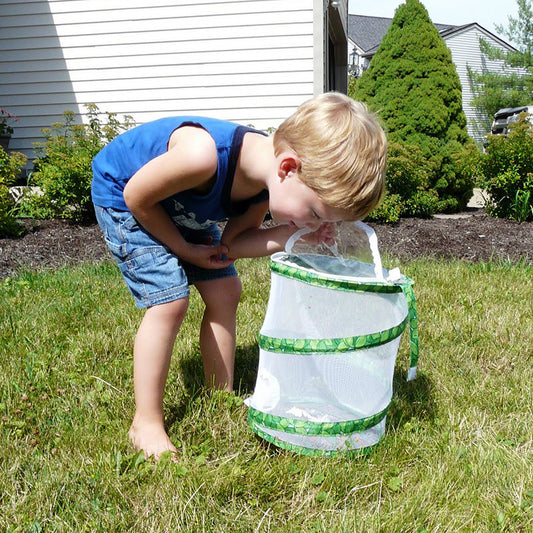 Observe The Dragonfly Feeding The Butterfly Cage