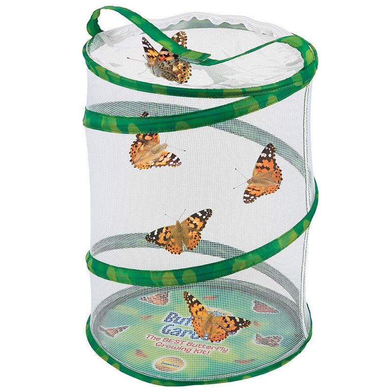 Observe The Dragonfly Feeding The Butterfly Cage