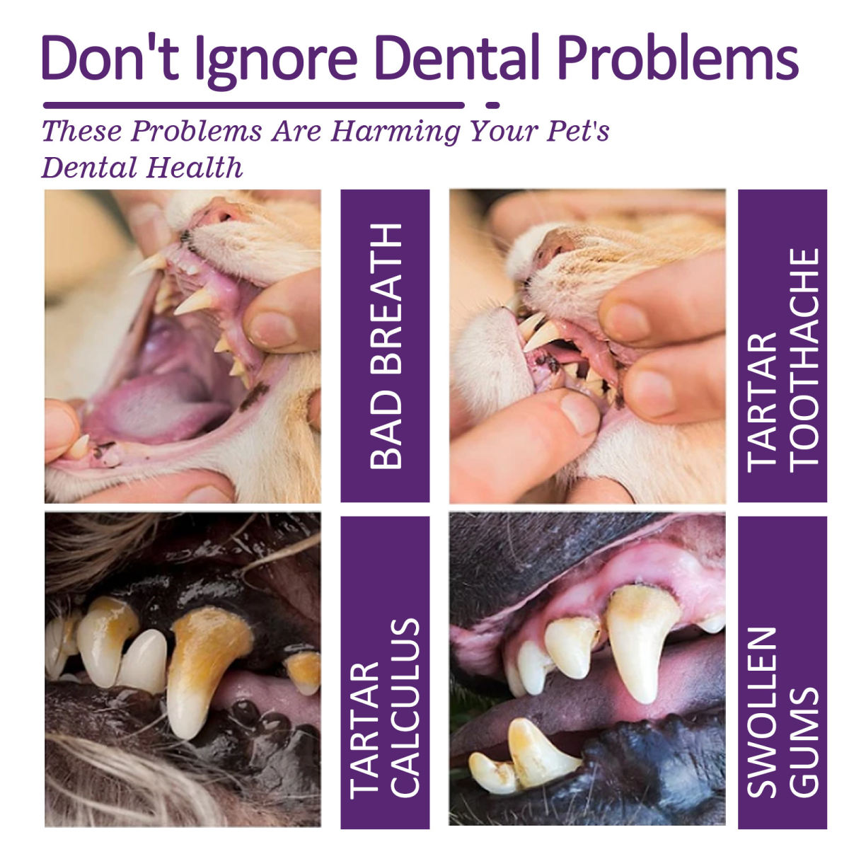 Pet V34 Toothpaste For Oral Hygiene, Reduces Bad Breath And Tartar