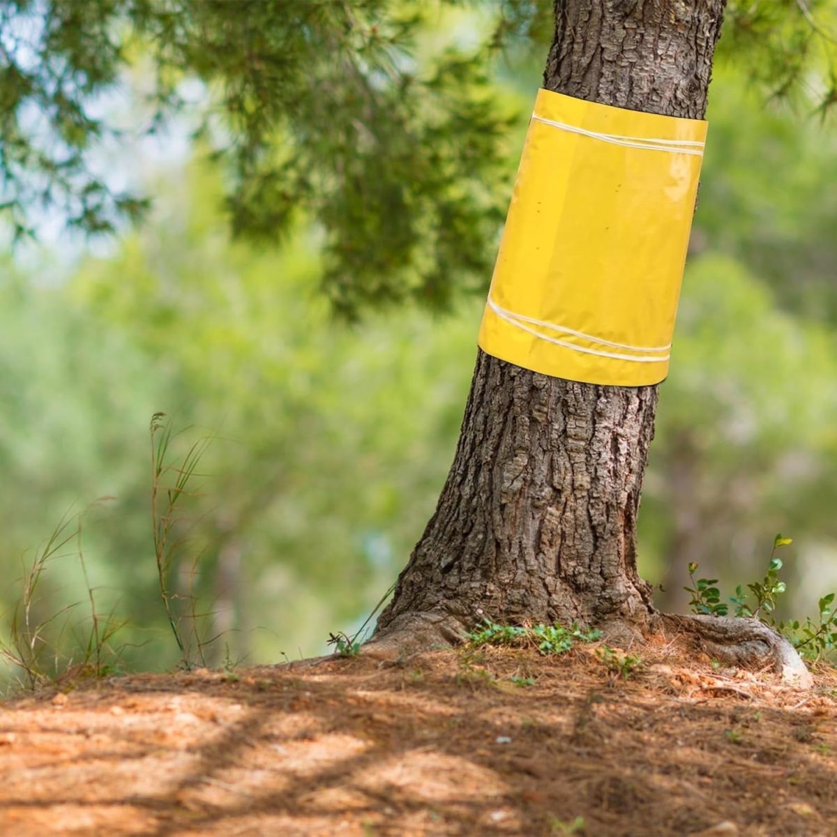 Tree Ring For Fruit Trees, 25 Cm × 3 M, Suitable For Apple And Cherry Trees
