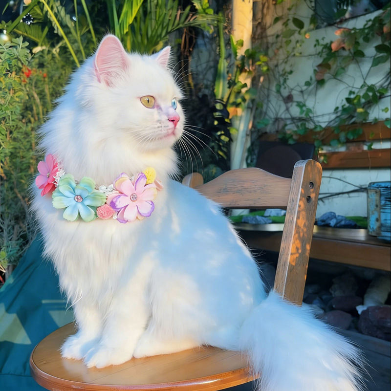 Cute Flower Collar For Pet Cats