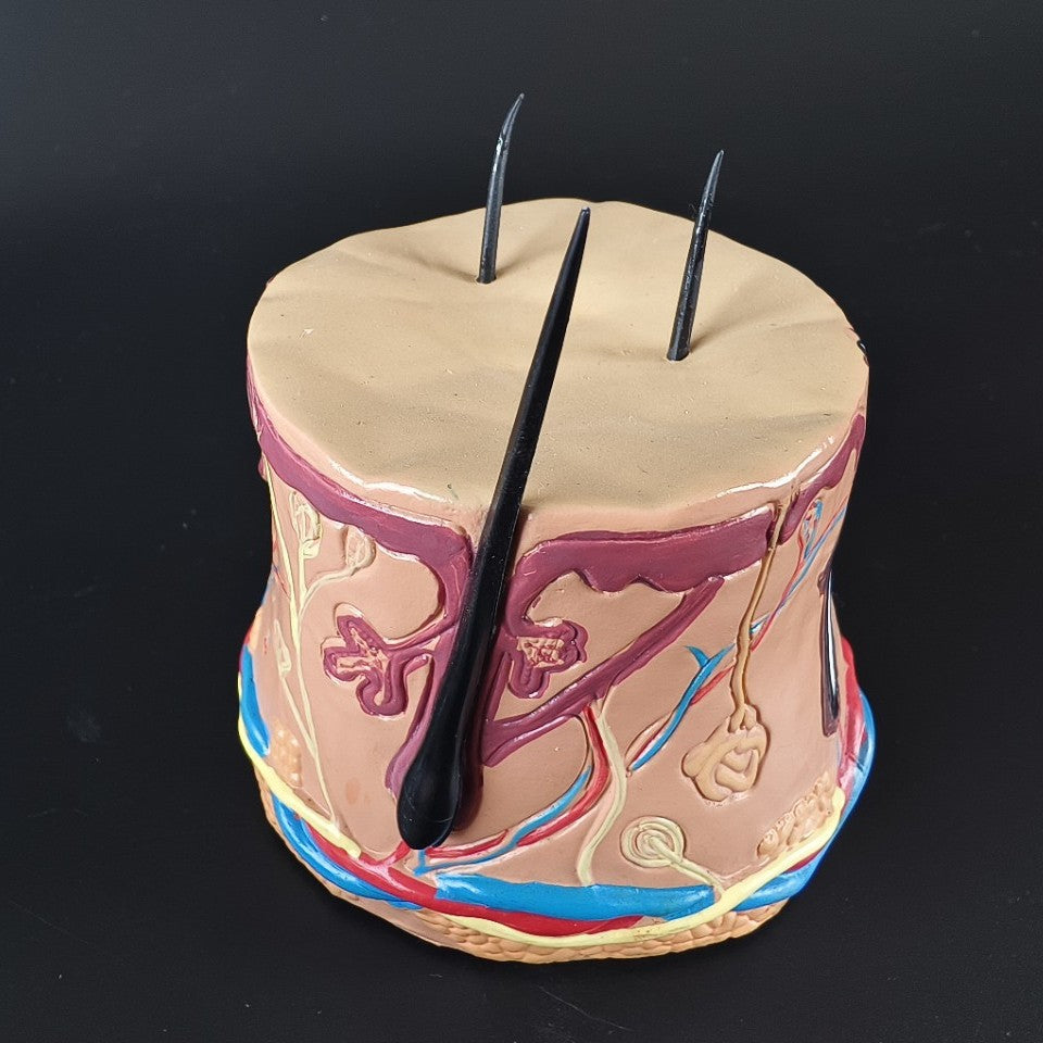 Human Body Health Epidermis Hair Follicle Skin Tissue Display Model