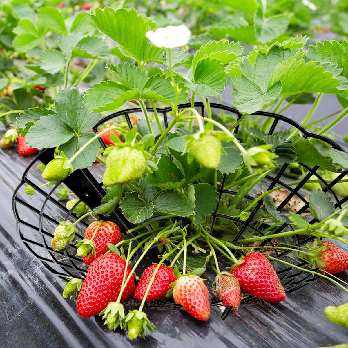 6Pcs Black Strawberry Planting Racks With 3 Fixed Support Legs For Garden Plant Care