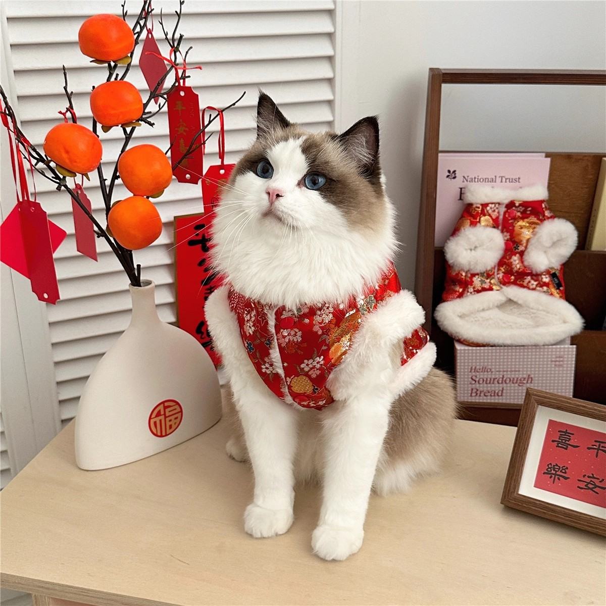 Underwear Ragdoll Silver-shaded Kitten Pet Tang Suit