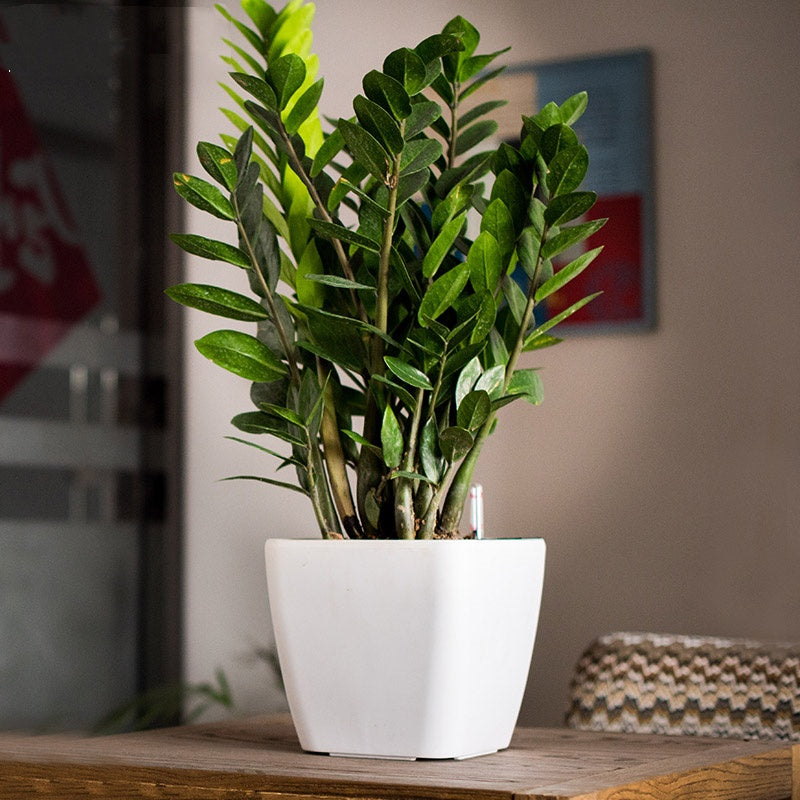 Creative Simple Automatic Water Feeding Flowerpot