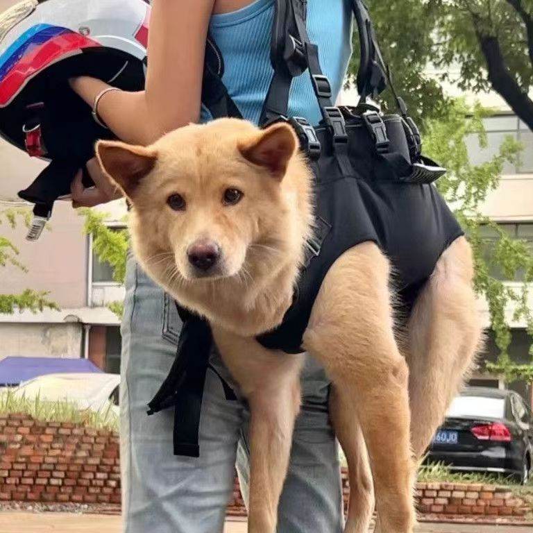Pet Chest Bag Cycling Backpack Bike Riding Dog Walking Harness Large Dog Riding Breathable Outdoor Bag Shiba Inu Wakytu