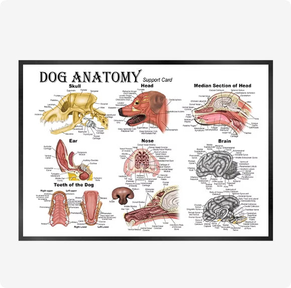 Cat And Dog Health Care Matters Hanging Pictures Veterinary Clinic Pets