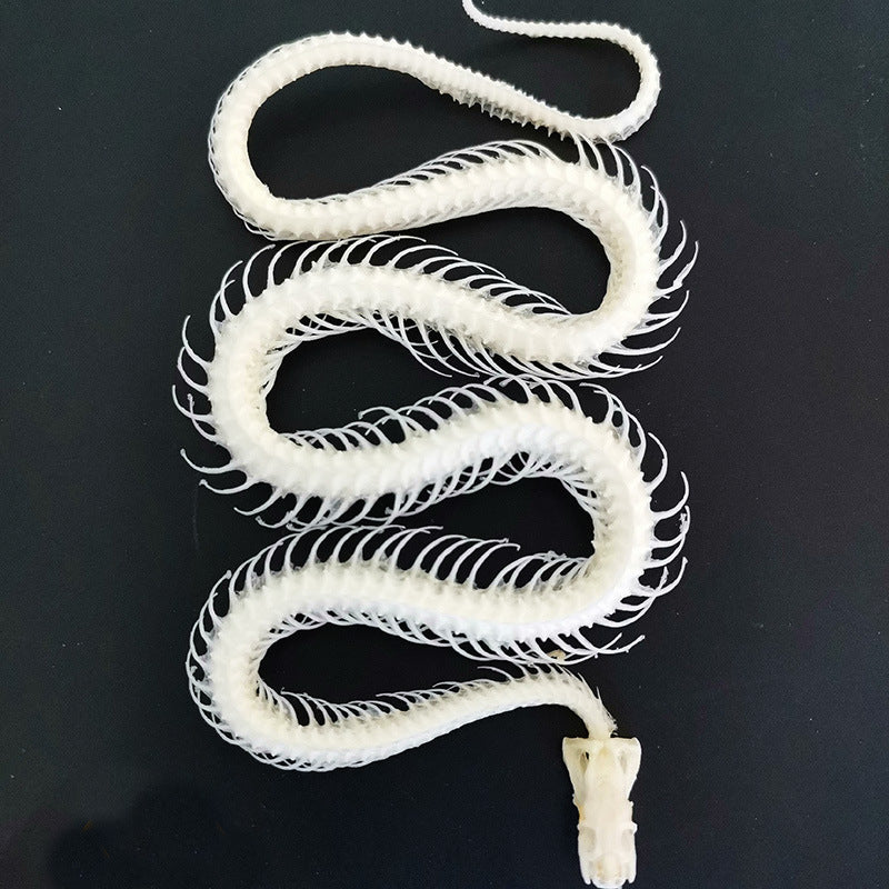 Retro Collectible Art Snake Full-Body Skeleton Specimen Ornament