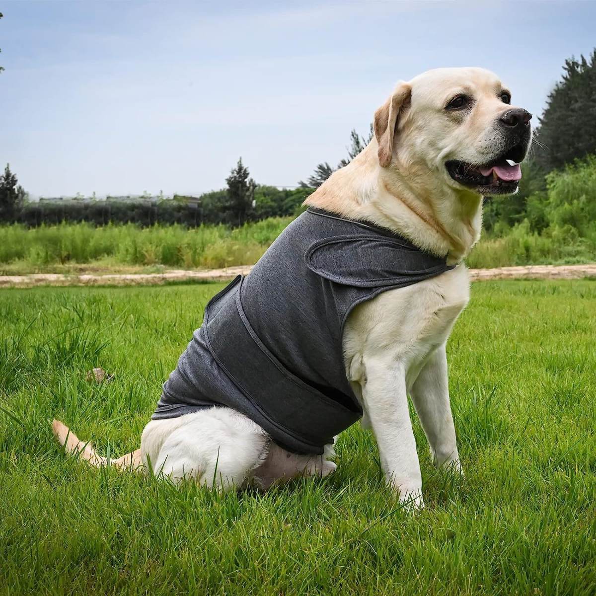 Pet Supplies Clothing Dog Acrylic