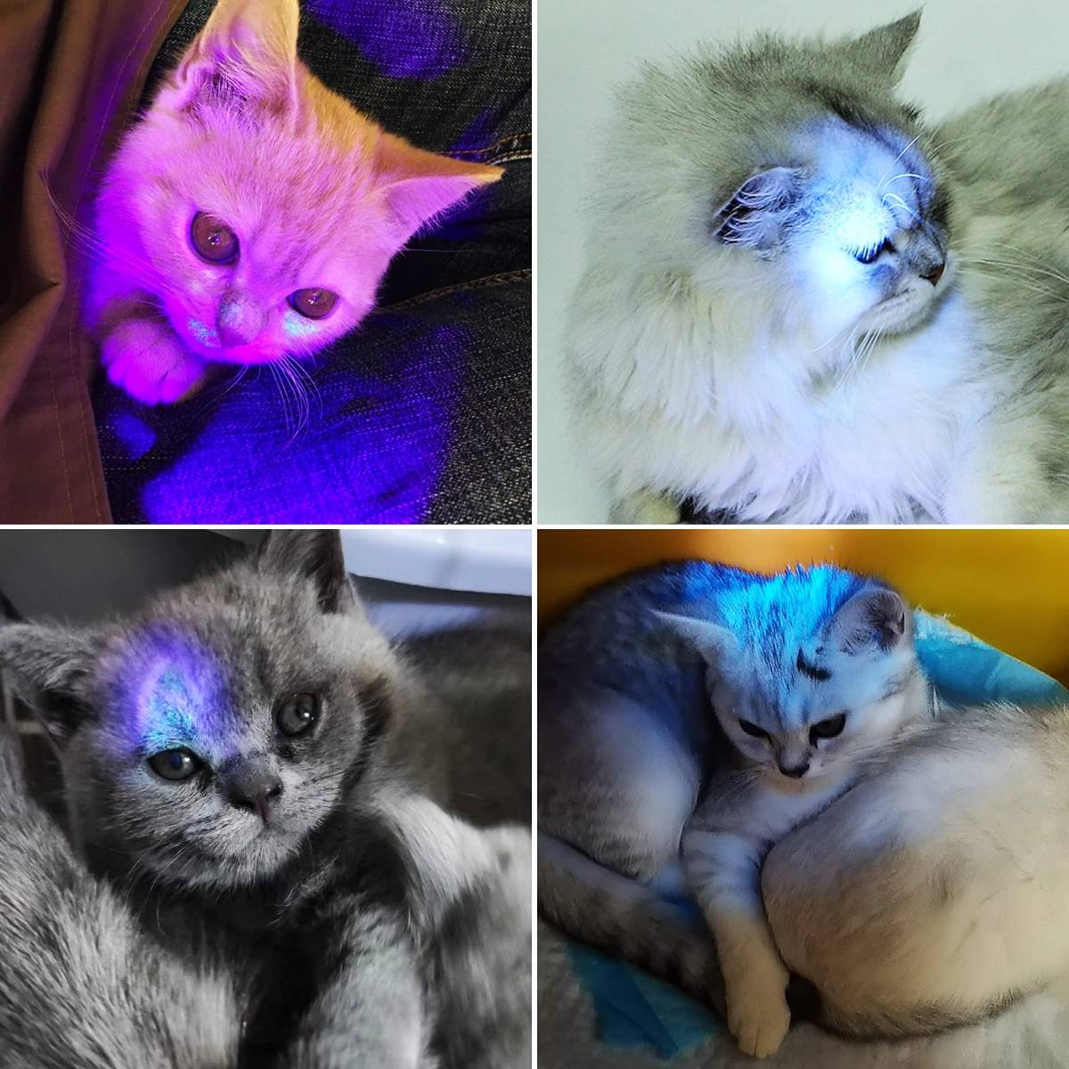 UV Flashlight Black Light, 51 LED Blacklight Pet Urine Detector For Dog Cat Urine, Dry Stains, Bed Bug, Resin Curing, Scorpions Finder