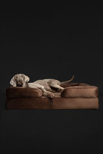 NOAH & PAW XL Dog Bed, 45x35x11 Inch, Orthopedic Large Dog Beds, Eggshell Memory Foam Infused with Cooling Gel, Inner Cove...